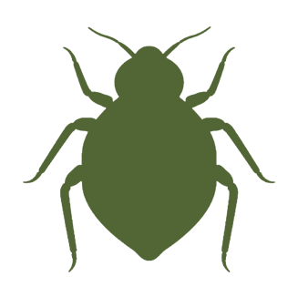 Bed Bugs
