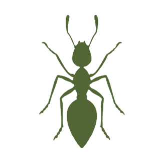 Ants