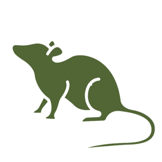 Rats