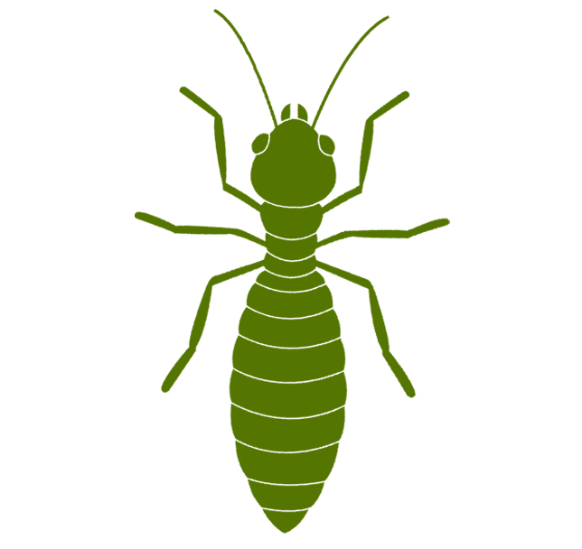 Termites