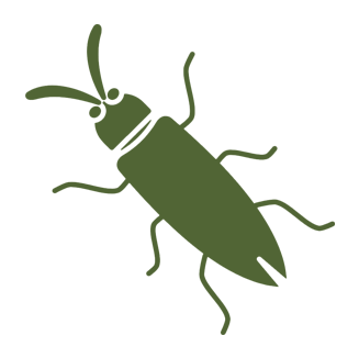 Cockroaches